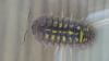 Armadillidium granulatum